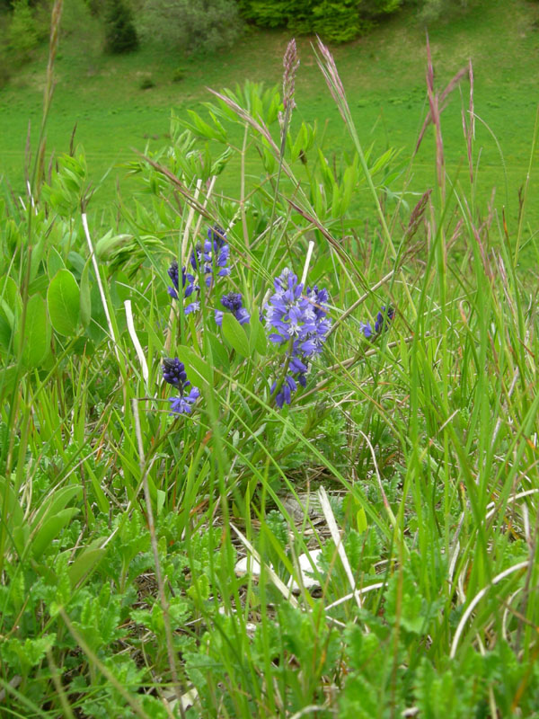 da determinare....Polygala sp.